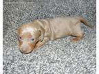 Dachshund Puppy for sale in Vevay, IN, USA