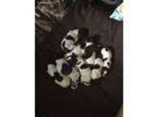 German Shorthaired Pointer Puppy for sale in Demorest, GA, USA