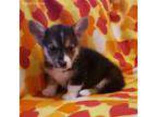 Pembroke Welsh Corgi Puppy for sale in Nixa, MO, USA