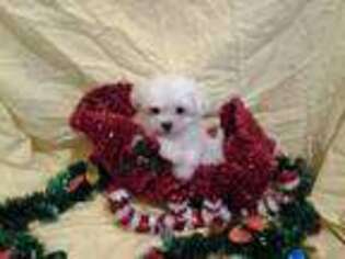 Maltese Puppy for sale in Raleigh, NC, USA