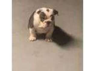 Bulldog Puppy for sale in Burlington, IA, USA