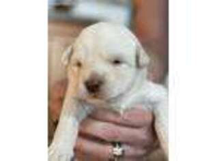 Mutt Puppy for sale in Coopersville, MI, USA