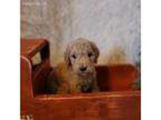 Goldendoodle Puppy for sale in New Market, VA, USA