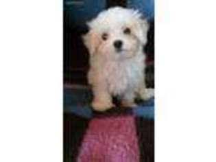 Maltese Puppy for sale in Plymouth, IN, USA