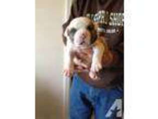 American Bulldog Puppy for sale in PLACERVILLE, CA, USA