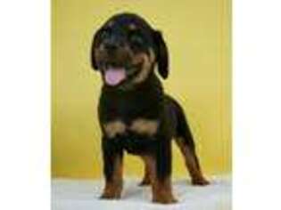 Rottweiler Puppy for sale in Nappanee, IN, USA