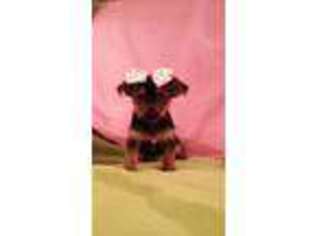 Yorkshire Terrier Puppy for sale in New London, OH, USA