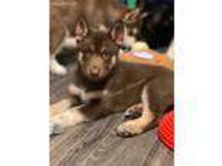 Siberian Husky Puppy for sale in New York Mills, NY, USA
