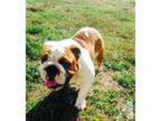 Bulldog Puppy for sale in BRADLEY, OK, USA