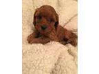 Labradoodle Puppy for sale in Denver, PA, USA