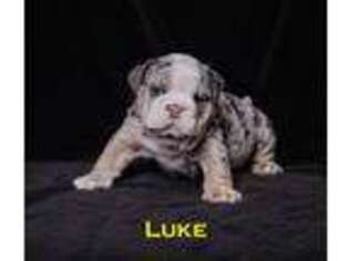 Olde English Bulldogge Puppy for sale in Syracuse, UT, USA