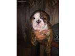 Bulldog Puppy for sale in Los Banos, CA, USA