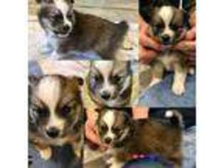 Pomeranian Puppy for sale in Kell, IL, USA