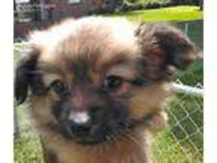 Pomeranian Puppy for sale in Kingston, GA, USA