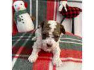 Mutt Puppy for sale in Vestal, NY, USA