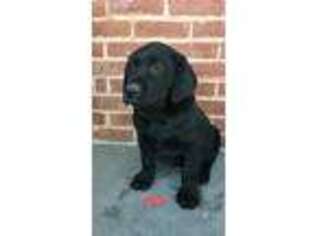 Labrador Retriever Puppy for sale in Dayton, VA, USA