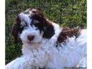 Labradoodle Puppy for sale in COOL, CA, USA