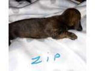 Dachshund Puppy for sale in Milton, FL, USA