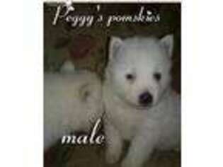 Mutt Puppy for sale in Ashley, IN, USA