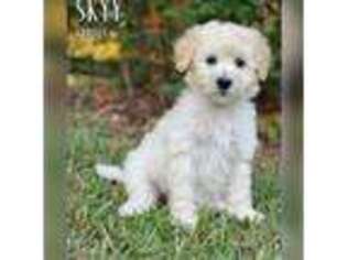 Mutt Puppy for sale in Angier, NC, USA