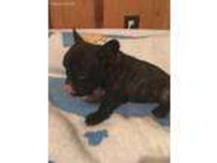 French Bulldog Puppy for sale in Paris, MS, USA
