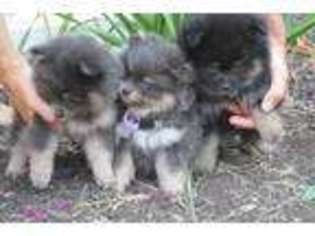 Pomeranian Puppy for sale in Prospect, VA, USA