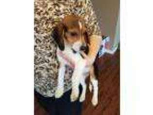 Beagle Puppy for sale in Athol, ID, USA