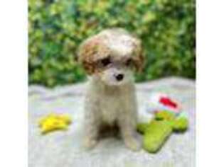 Cavachon Puppy for sale in Jacksonville, FL, USA