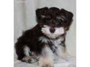 Mutt Puppy for sale in Oconomowoc, WI, USA