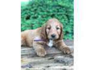 Goldendoodle Puppy for sale in Freeport, OH, USA