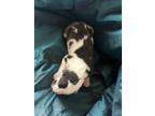 Great Dane Puppy for sale in Marcellus, MI, USA