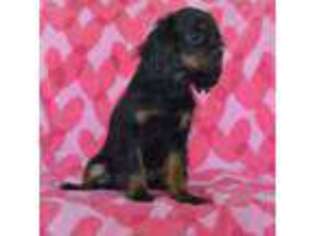 Cavalier King Charles Spaniel Puppy for sale in Inez, TX, USA