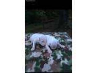 Bull Terrier Puppy for sale in Morganton, GA, USA