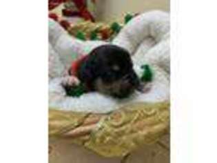 Mutt Puppy for sale in Blandon, PA, USA