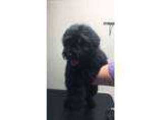Medium Photo #1 Black Russian Terrier Puppy For Sale in Deer Park, WA, USA