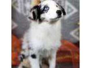 Australian Shepherd Puppy for sale in Citra, FL, USA