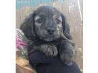 Dachshund Puppy for sale in Oakley, MI, USA