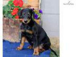 Doberman Pinscher Puppy for sale in Harrisburg, PA, USA