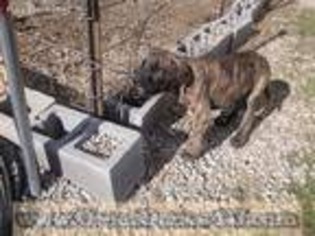 Great Dane Puppy for sale in Marshfield, MO, USA