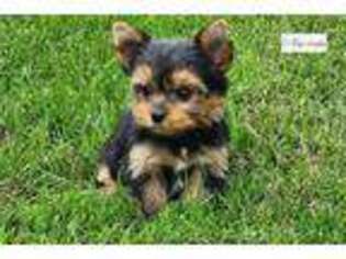 Yorkshire Terrier Puppy for sale in Cedar Rapids, IA, USA