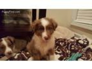 Australian Shepherd Puppy for sale in Columbus, GA, USA