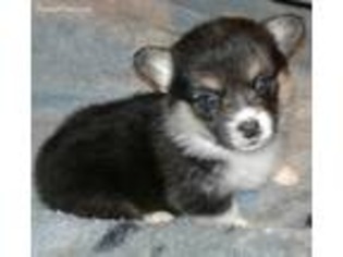 Pembroke Welsh Corgi Puppy for sale in Wheatland, IA, USA
