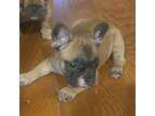 French Bulldog Puppy for sale in East Orange, NJ, USA