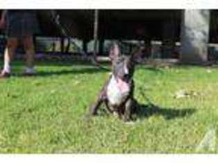 Bull Terrier Puppy for sale in NORCO, CA, USA