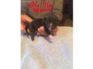 American Staffordshire Terrier Puppy for sale in Sallisaw, OK, USA