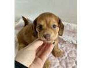 Dachshund Puppy for sale in Edwardsburg, MI, USA
