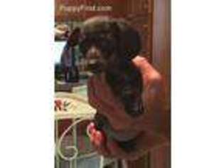 Dachshund Puppy for sale in Homosassa, FL, USA