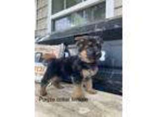 German Shepherd Dog Puppy for sale in Guntersville, AL, USA