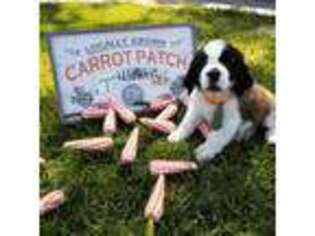 Saint Bernard Puppy for sale in Orange, TX, USA