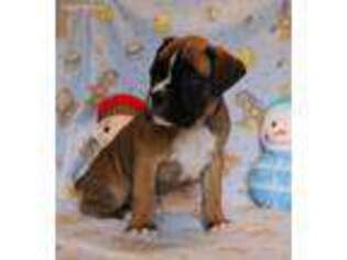 Boxer Puppy for sale in Wolf Creek, OR, USA
